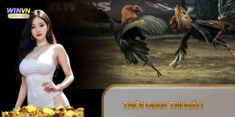 Các trận theo luật chơi Đá Gà Thomo thường diễn ra khá nhanh