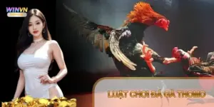 Luật chơi Đá Gà Thomo