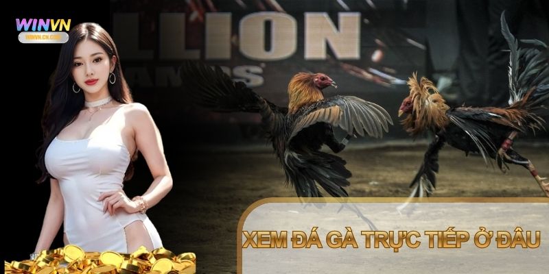 Xem đá gà trực tiếp ở đâu